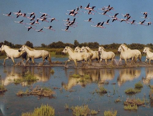 Les meilleurs conseils pour randonner en Camargue