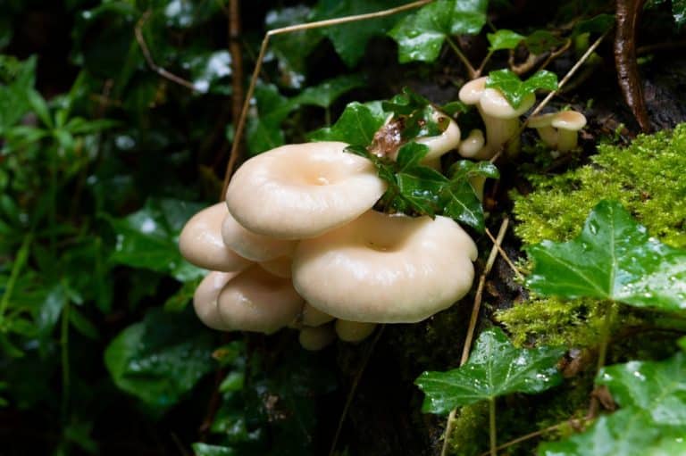 comment reconnaitre les plantes comestibles en forêt