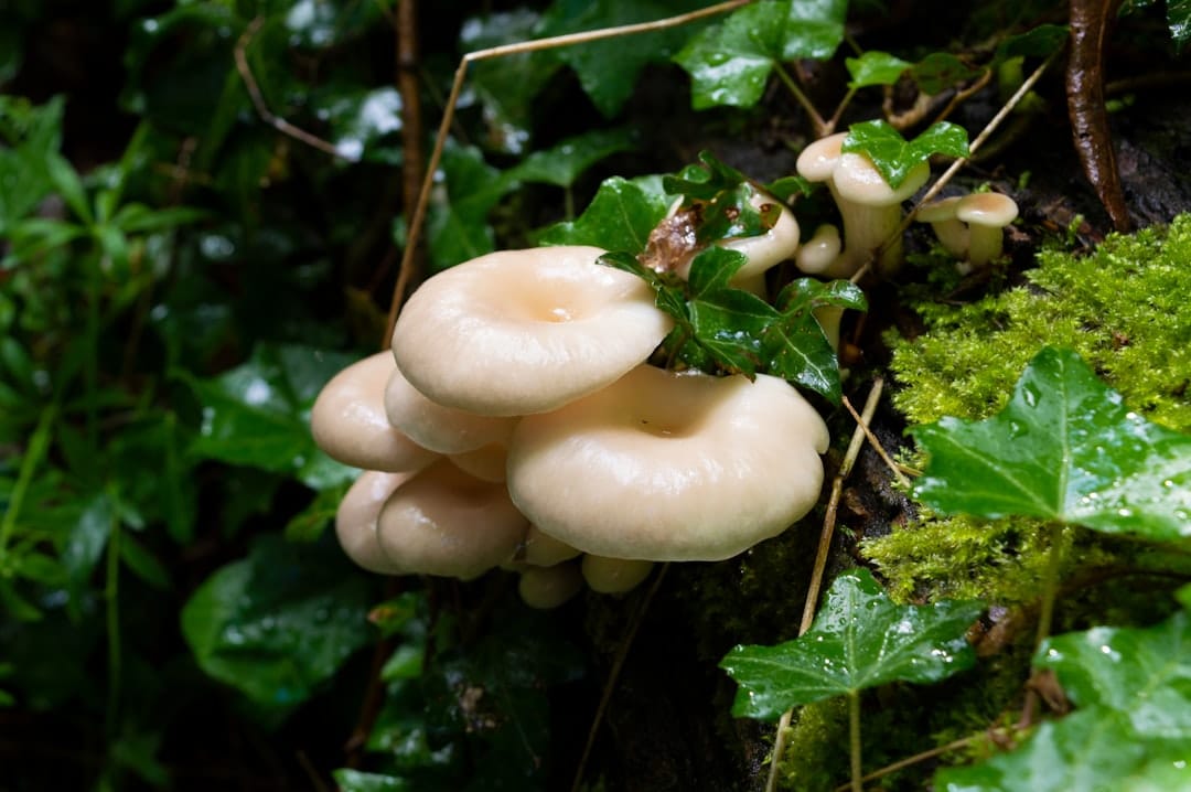 comment reconnaitre les plantes comestibles en forêt